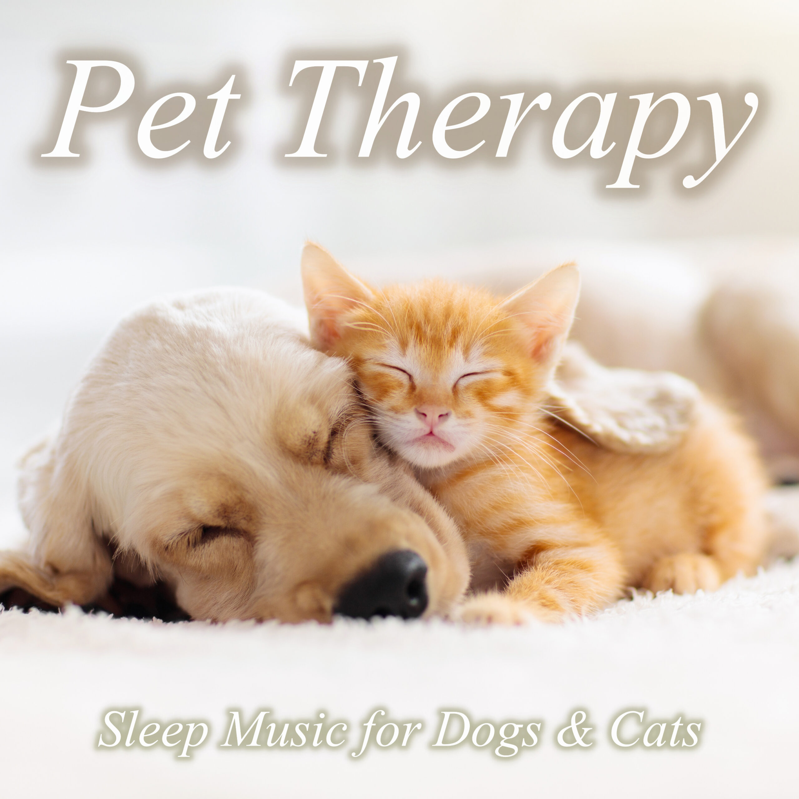 Pet Therapy Sleep Music for Dogs&Cats 川の音、森の音、鳥のさえずりの音と 癒しのオルゴールで猫ちゃん、ワンちゃんぐっすりのペット用睡眠音楽