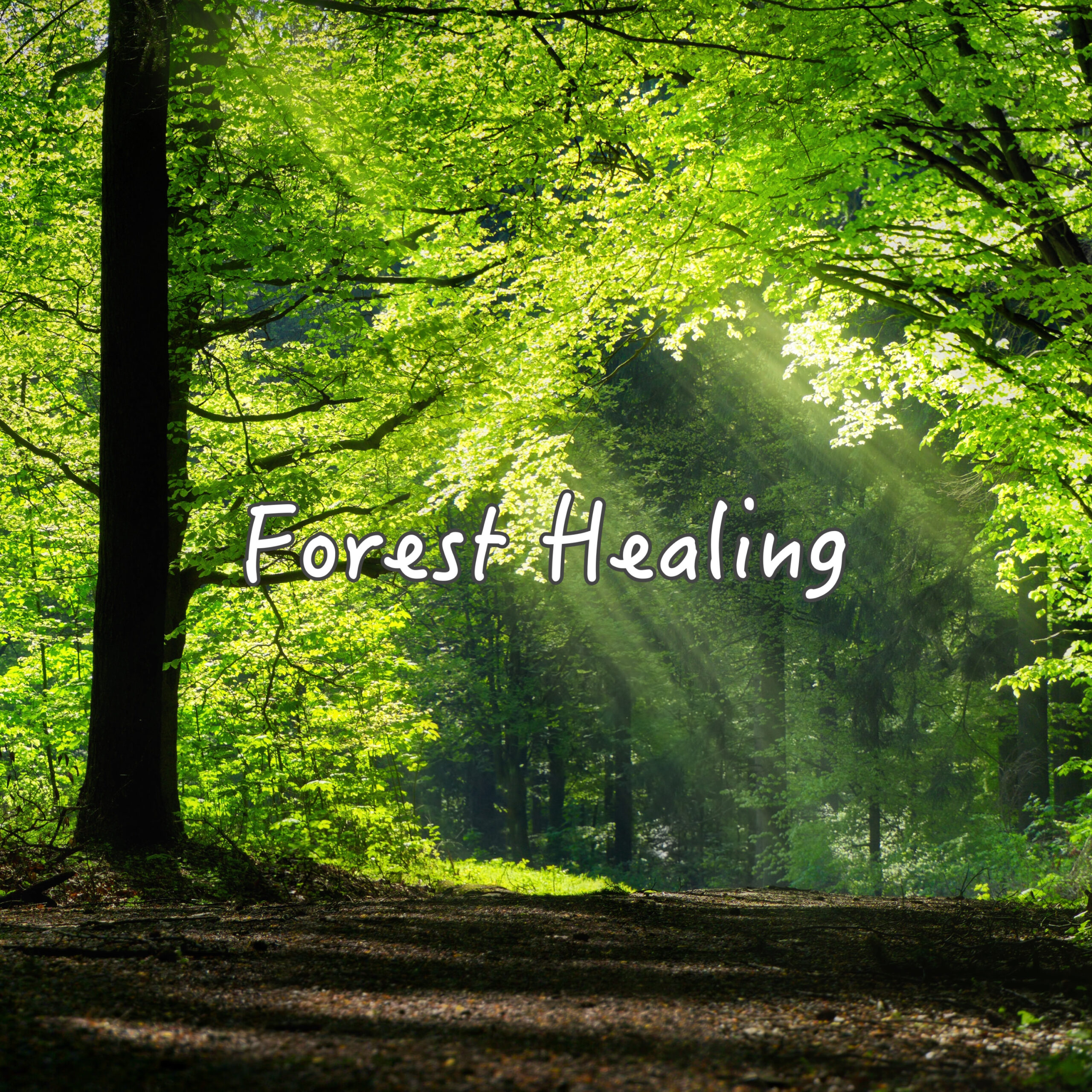 Forest Healing 瞑想音楽 綺麗なピアノと森の音で癒される 睡眠導入用 瞑想用 ヨガ用 作業集中用 森の音と川のせせらぎのASMR入り