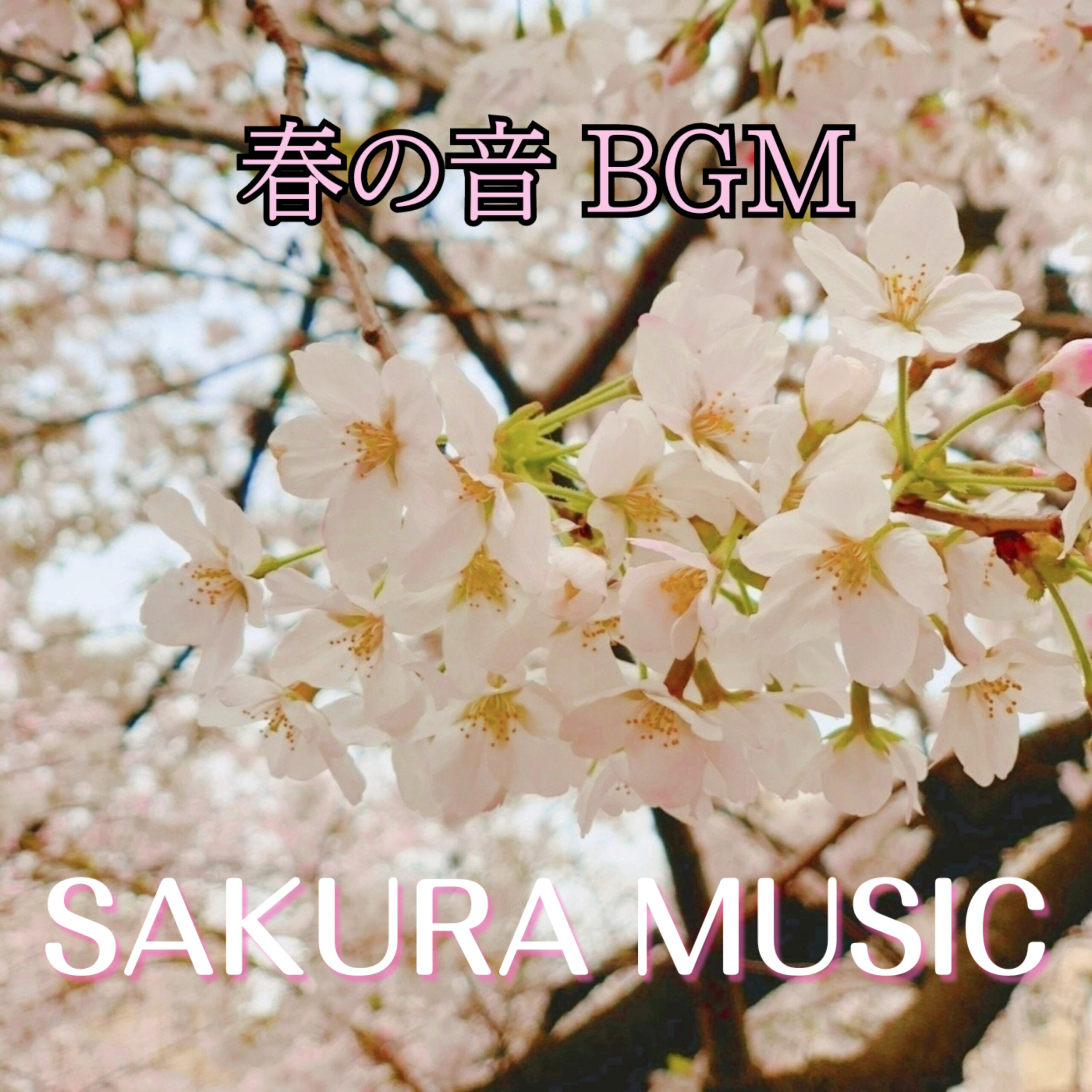SAKURA MUSIC -春の音 BGM- 睡眠用 作業用 カフェ用 瞑想用
